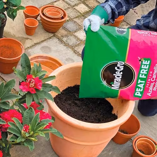 Miracle-Gro Premium Azalea, Camellia, Rhododendron and Special Plants Peat Free Compost, 40 Litres – 2