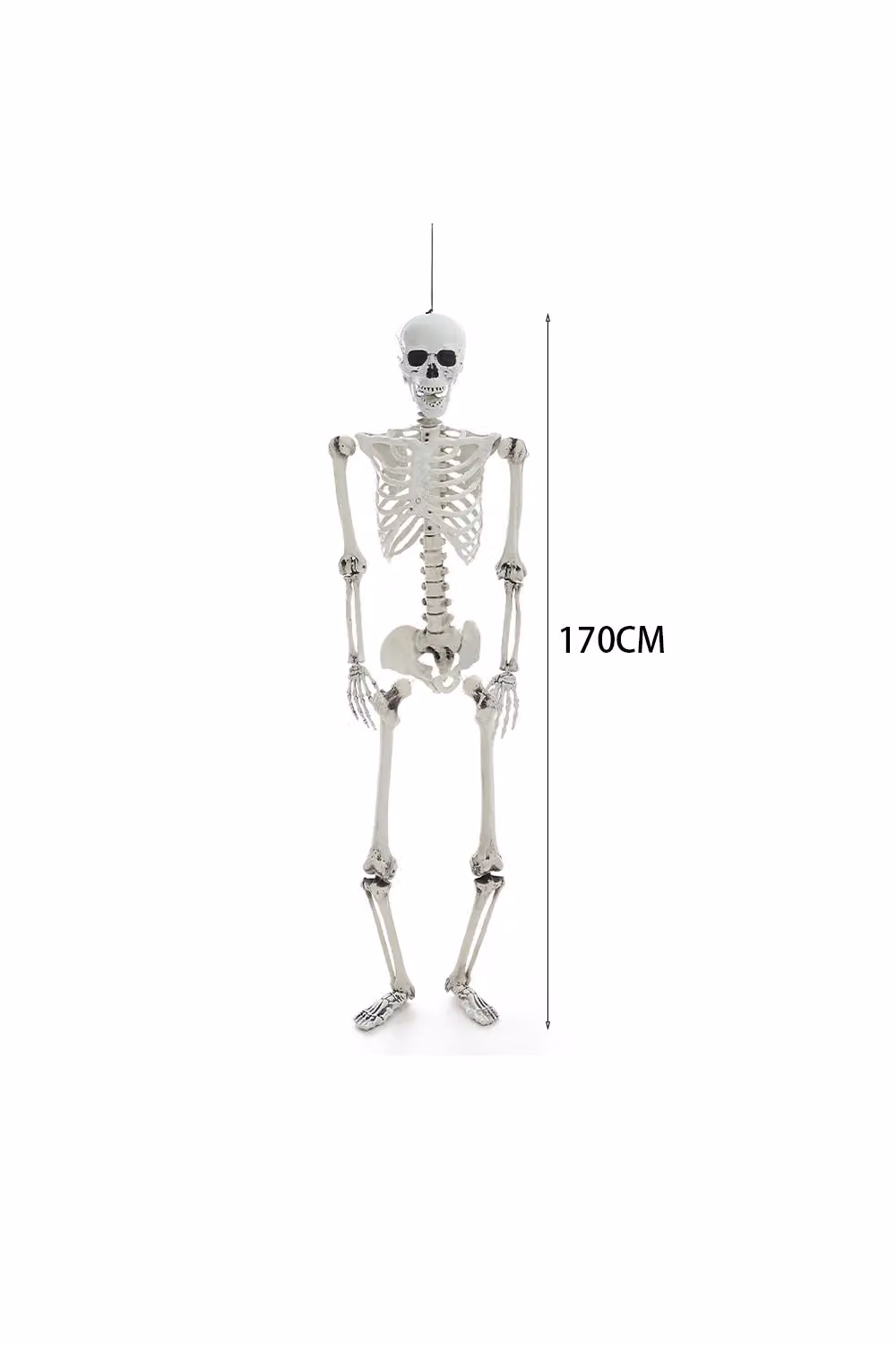 Living and Home Halloween Skeleton Decoration with Movable Joints, White, Height: 170 cm – 3