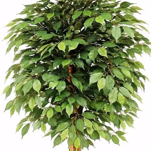 LeafUK Green Artificial Ficus Tree – 4
