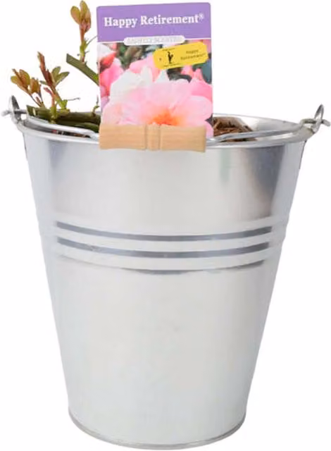 Plants By Post Happy Retirement Rose Ornamental Summer Flowering Shrub in 5.5L Pot, Pale Peach