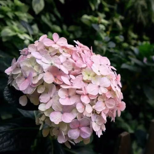 T&M Hydrangea macrophylla Bouquet Rose Pink Ornamental Shrub, 25 Litre Pot