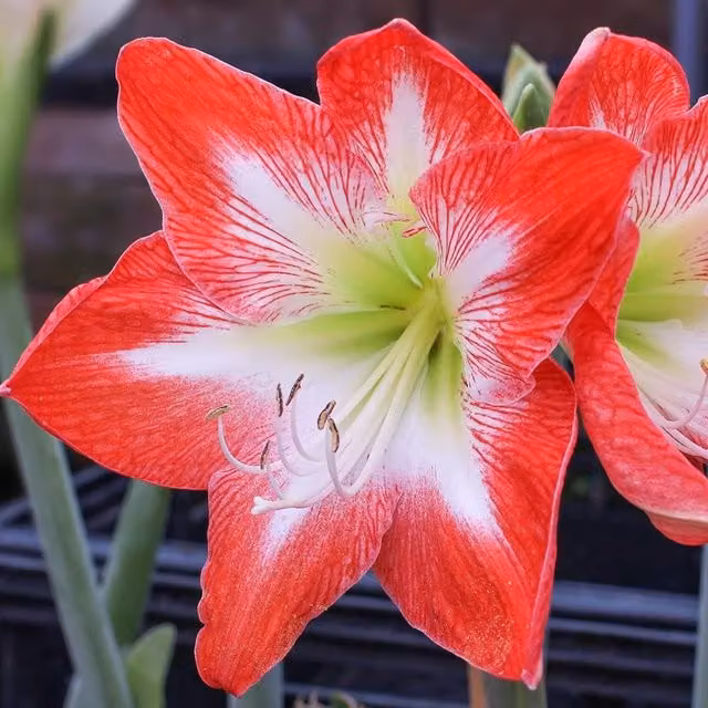 Thompson & Morgan Amaryllis Minerva Red and White Indoor Plant Bulbs