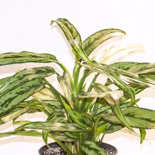 Thompson & Morgan Aglaonema Cutlass Indoor Houseplant with Silvery-Green Foliage, 2 Plants in 12cm Pots