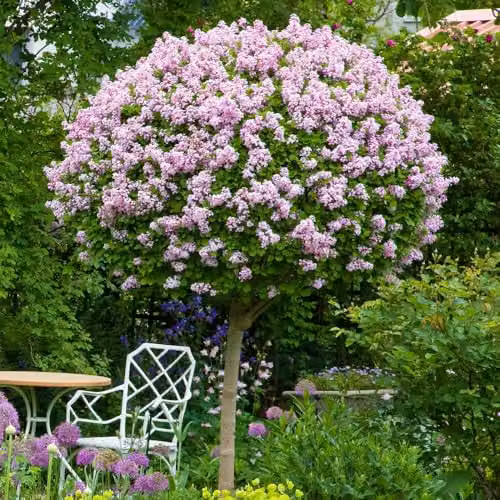 YouGarden Pair of Syringa Palibin Lilac Ornamental Trees, Purple, Height: 90-120 cm, 3 Litre Pots – 1