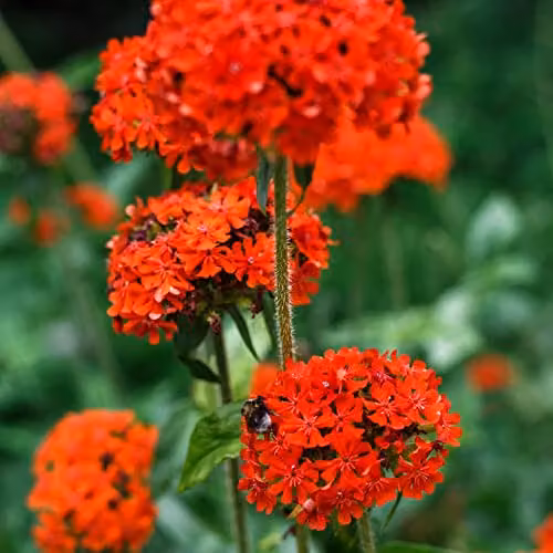 Thompson and Morgan Lychnis chalcedonica Maltese Cross Red Flower Seeds (Approx. 100 Seeds)