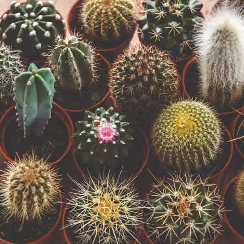 Thompson & Morgan Desert Cactus Mix Easy-to-Grow Indoor Succulent Houseplant, 1x 10.5cm Potted Plant