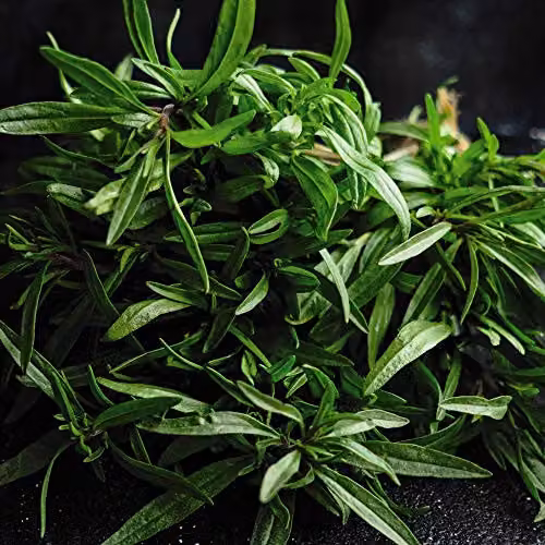 Thompson and Morgan Summer Savory Satureja Hortensis Herb Seeds, 400 Seeds
