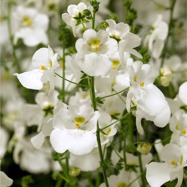 Plants By Post Diascia Flying Colours White Bedding Plants, 3 x 9cm Pots