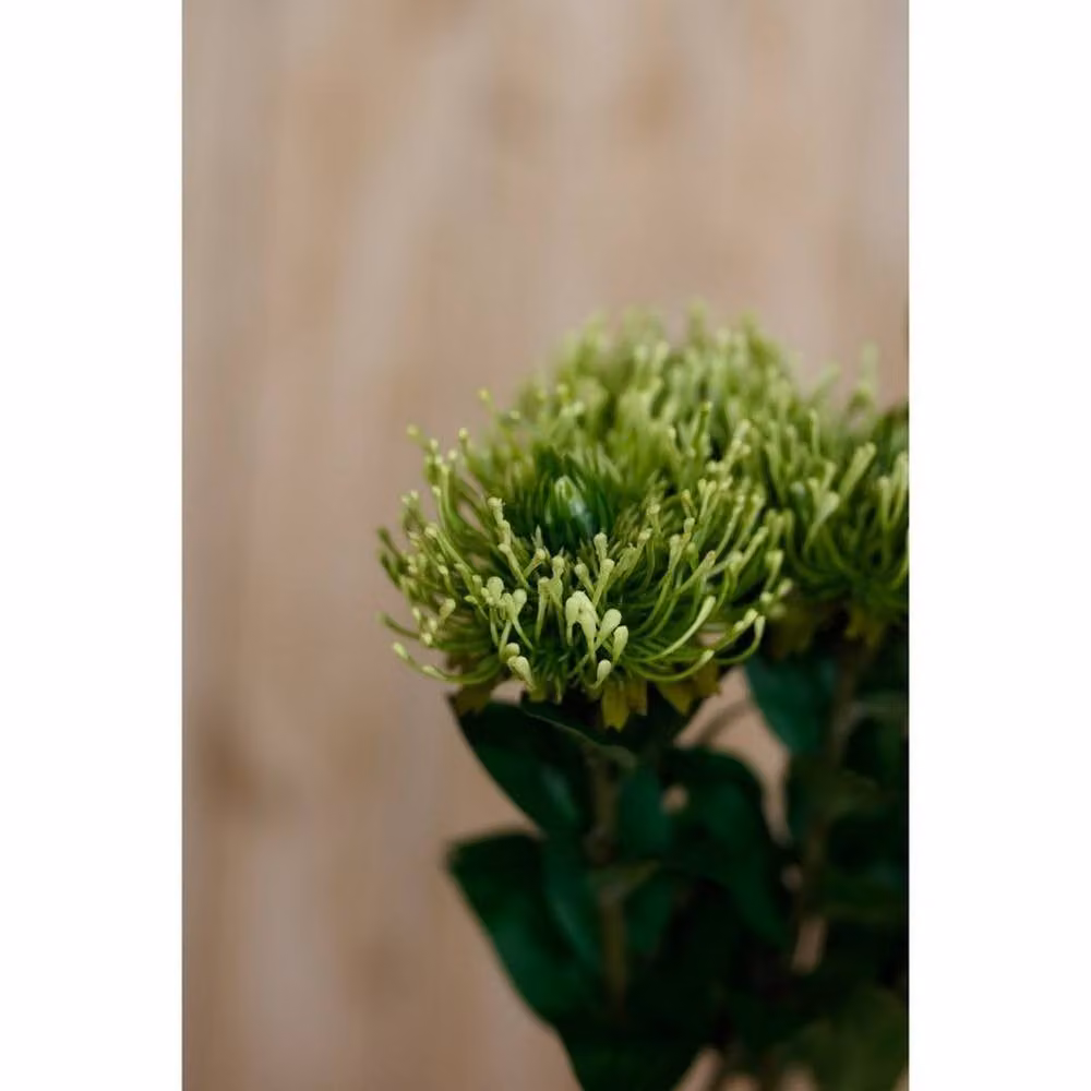 Lemon Pavilion Protea Lorea Single Stem Plastic Flower, Green, Height: 73 cm – 3
