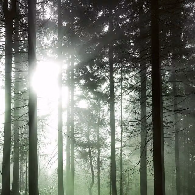 Sun Rays Green Wall Mural, Width: 192 cm