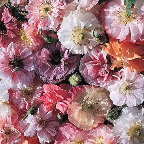 Thompson and Morgan Poppy Double Angels Choir Papaver rhoeas Hardy Annual Flower Seeds, 250 Seeds, Pink, Purple and Multicolour – 1