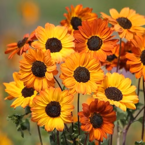 Thompson & Morgan Sunflower Soluna Bronze Seeds, Orange-Bronze Multi-Branching Hardy Annual, 20 Seeds