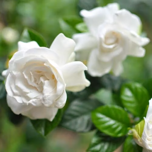 Thompson & Morgan Gardenia Deluxe Fragrant Indoor Cape Jasmine Plant with Glossy Foliage, 1x 9cm Potted Plant – 4