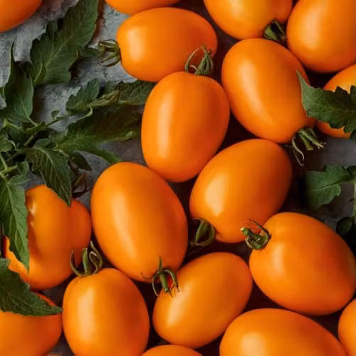 Thompson & Morgan Tomato Vivacious F1 Orange Vegetable Seeds, 8 Seeds per Packet – 4