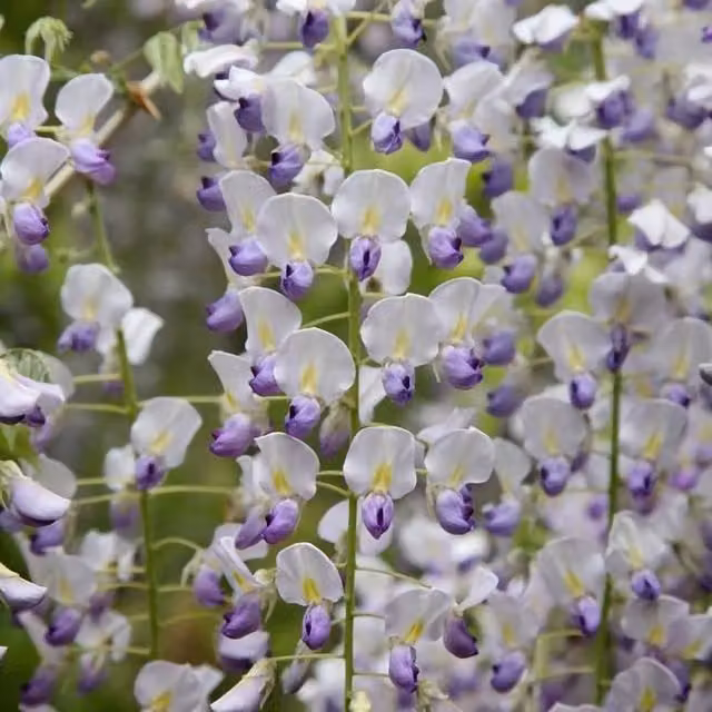 Plant Theory Wisteria Multijuga Japanese White Flowering Climbing Vine Plant, Green