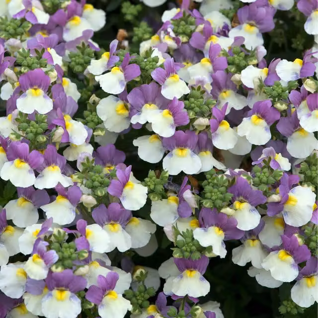 Plants By Post Nemesia Bedding Plants, Pack of 3, Purple, White and Yellow