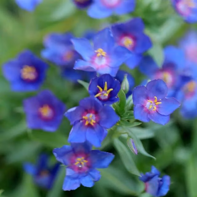 Set of 3 Blue Pimpernell Anagallis monellii Bedding Plants by Plant Theory in 9cm Pots