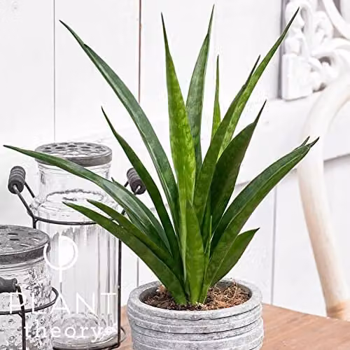 Primrose Sansevieria Kirkii Friends Mother-in-Law's Tongue Plant in a 12cm Green Pot