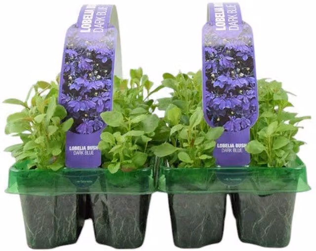 Plants by Post Dark Blue Lobelia Bedding Plants, 12 Plants