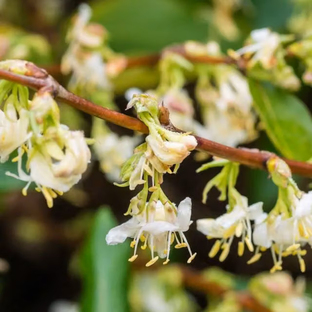 Plants By Post Lonicera Fragrantissima Climbing Shrub with White Flowers