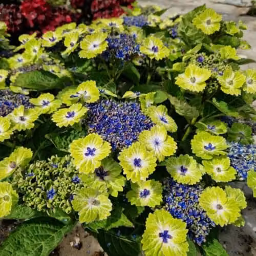 Thompson & Morgan Hydrangea Teller Green Dream Blue Ornamental Shrub in 14cm Pot