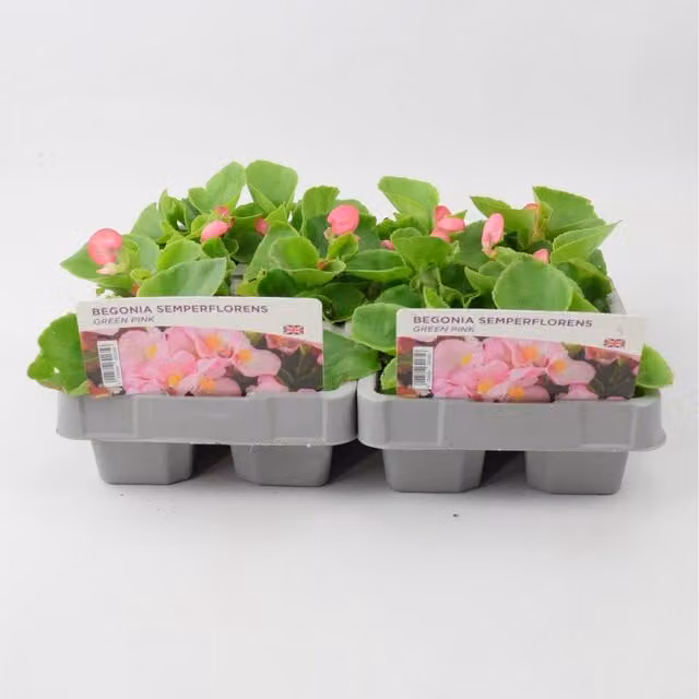 Plants By Post Begonia Semperflorens Pink and Green Bedding Plants, 6 Pack
