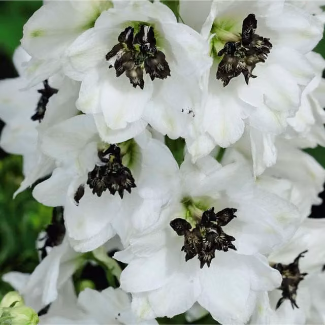 Thompson & Morgan Delphinium Magic Fountains Mix Garden Ready Perennial Plants, 30 Pack, White and Blue