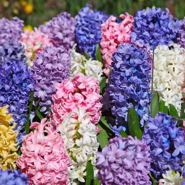 Marshalls Garden Mixed Collection Multicolour Hyacinth Bulbs