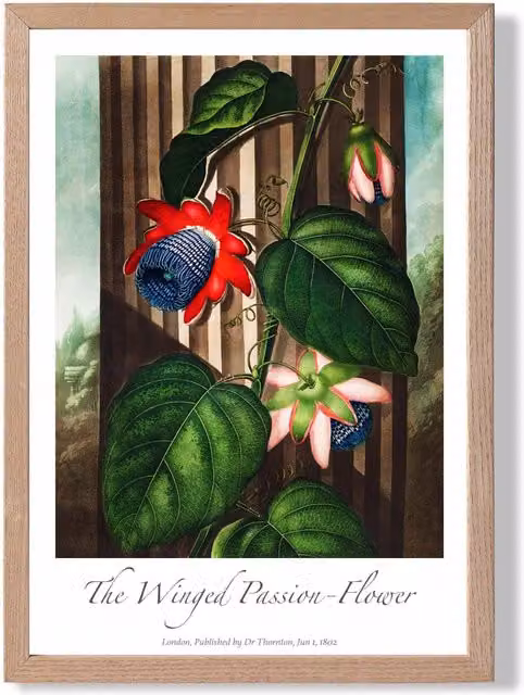 ARTZE Winged Passion Flower Vintage Floral Framed Print with Oak Frame in Red – 1