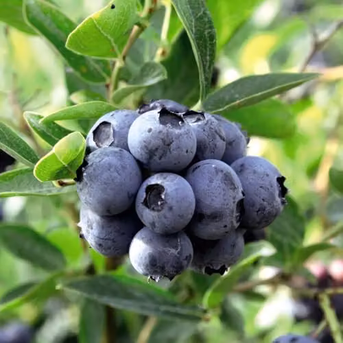 Thompson & Morgan Blueberry Collection of 3 High Yielding Fruit Bushes in 9cm Pots – 3