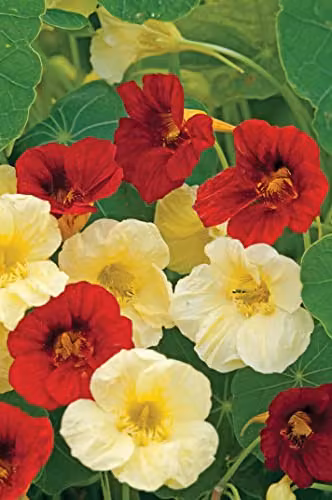 Johnsons Mambo Nasturtium Multicolour Flower Seeds – 3