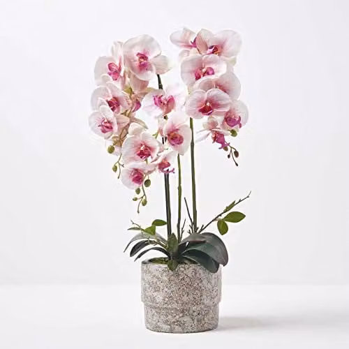 Homescapes Pink and White Artificial Orchid in a Grey Concrete Pot, Height: 64 cm