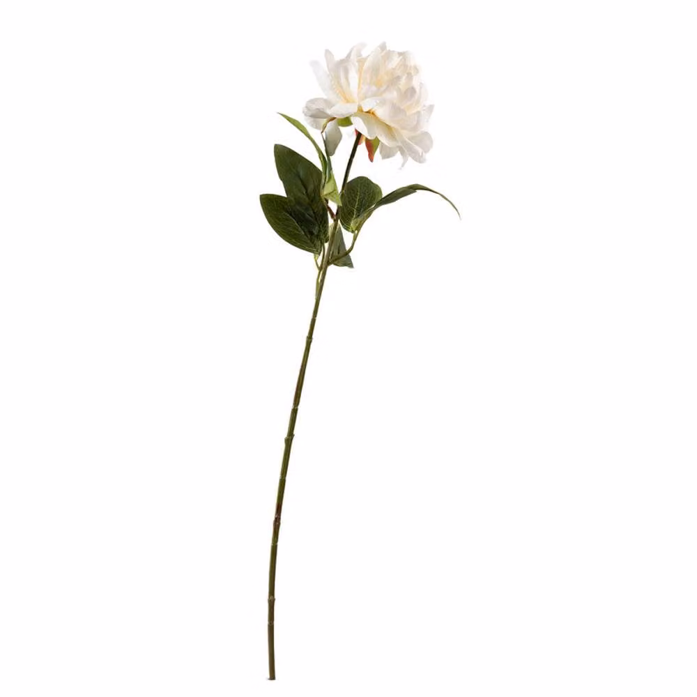 Scottish Everlastings Ltd Pack of 5 White Peony Floral Stems – 3