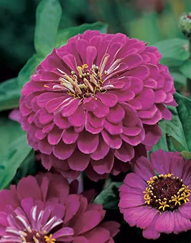 Johnsons Zinnia Purple Prince Ornamental Flower Seeds – 3