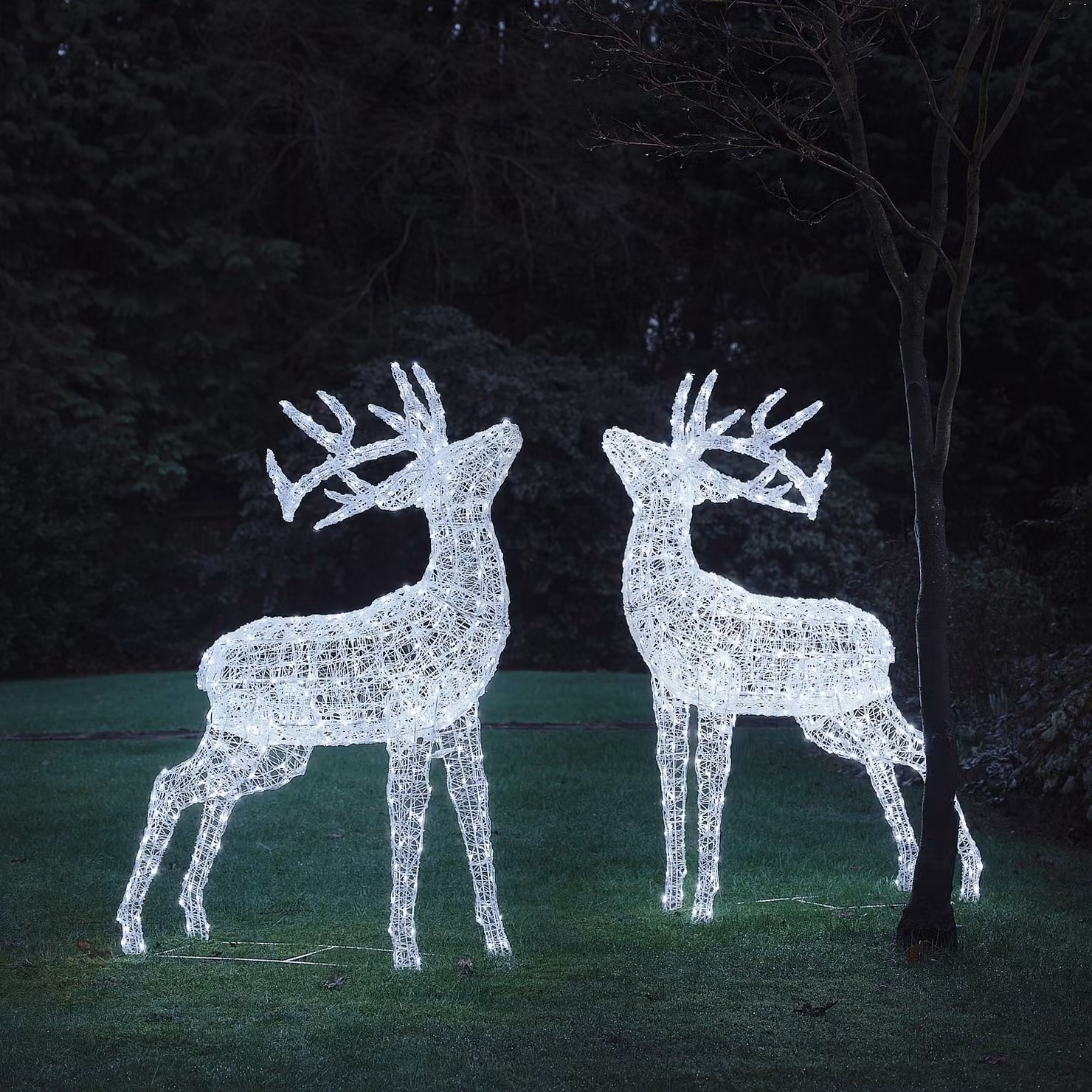 XL Swinsty Dual LED Acrylic Stags Light Up Reindeer Duo in White