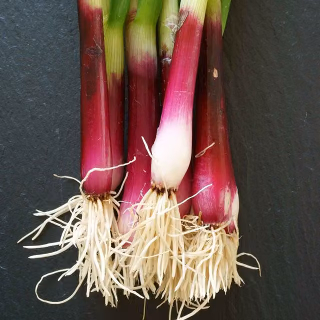 Unwins Apache Spring Onion Seeds, 300 Seeds, Purple