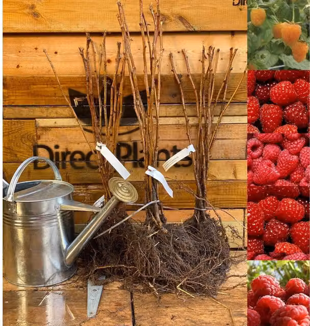 DirectPlants Raspberry Full Season Collection, 25 Large Red Berry Bush Canes