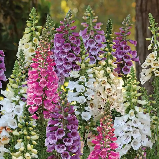 Marshalls Garden Digitalis Dalmatian Mix Foxglove Perennial in Purple, Pink and Multicolour