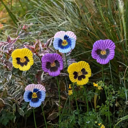 Garden Gear Metal Flower Stakes, Multi-coloured Decorative Pansy Ornaments for Outdoor Pathways, Patios and Flowerpots (Set of 6) – 2