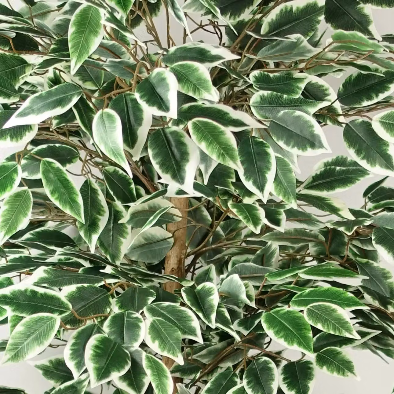 Leaf Green Artificial Silk Ficus Tree, Height: 150 cm – 4