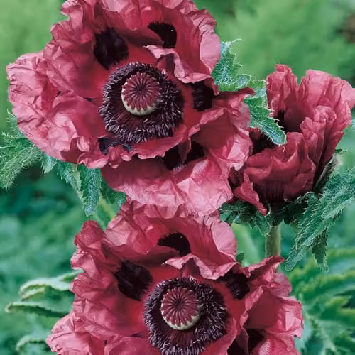 You Garden 3 x Oriental Poppy Papaver Orientale Patty's Plum Purple Perennial Plants in 9cm Pots – 2