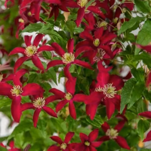 Thompson & Morgan Clematis Glorious Red Velvety Climbing Plant in a 7cm Pot