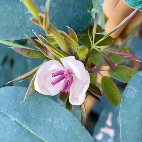 Thompson & Morgan Akebia quinata Cream Form Chocolate Vine Climber with Vanilla-Scented Blooms, 3 Litre Pot
