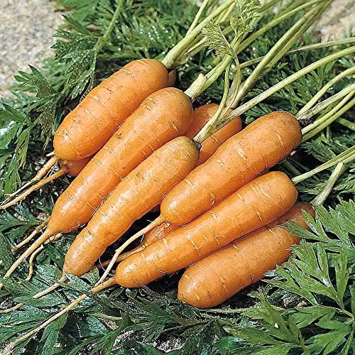 Thompson and Morgan Carrot Adelaide F1 Hybrid Orange Vegetable Seeds, 400 Seeds