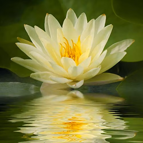 YouGarden Yellow Nymphaea Chromotella Water Lily Planting Kit