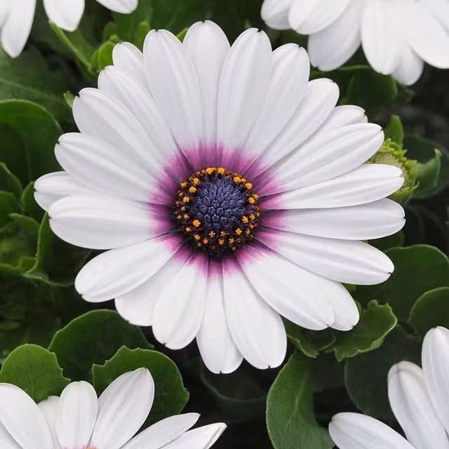 Plant Theory Set of 3 Akila White and Purple Eye African Daisy Osteospermum Bedding Plants in 9cm Pots