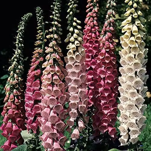 Thompson and Morgan Foxglove Excelsior Hybrid Mixed Flower Seeds, 2500 Seeds