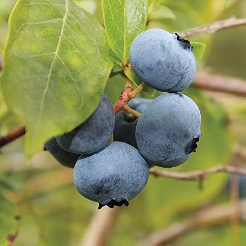 Thompson & Morgan Brigitta Blueberry Fruit Bush Garden Plant in 1.5l Pot
