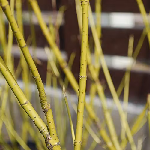 Thompson and Morgan Cornus sericea Flaviramea Golden Twig Dogwood Hardy Ornamental Shrub, 2 x 10 Litre Pots