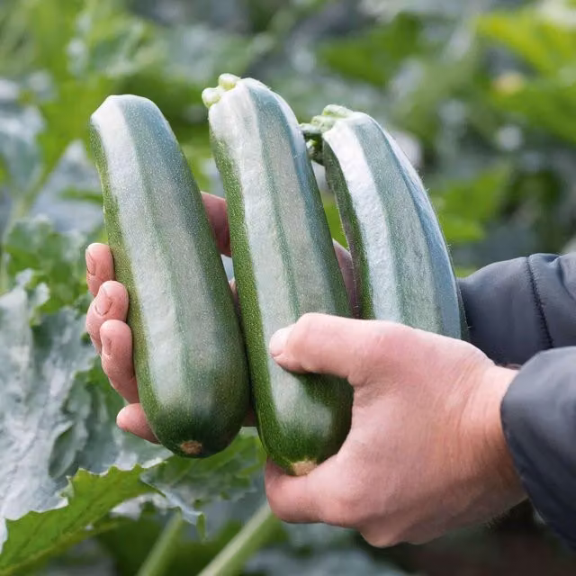 Marshalls Garden Ladoga Courgette Seeds, Early High-Yield Green Variety